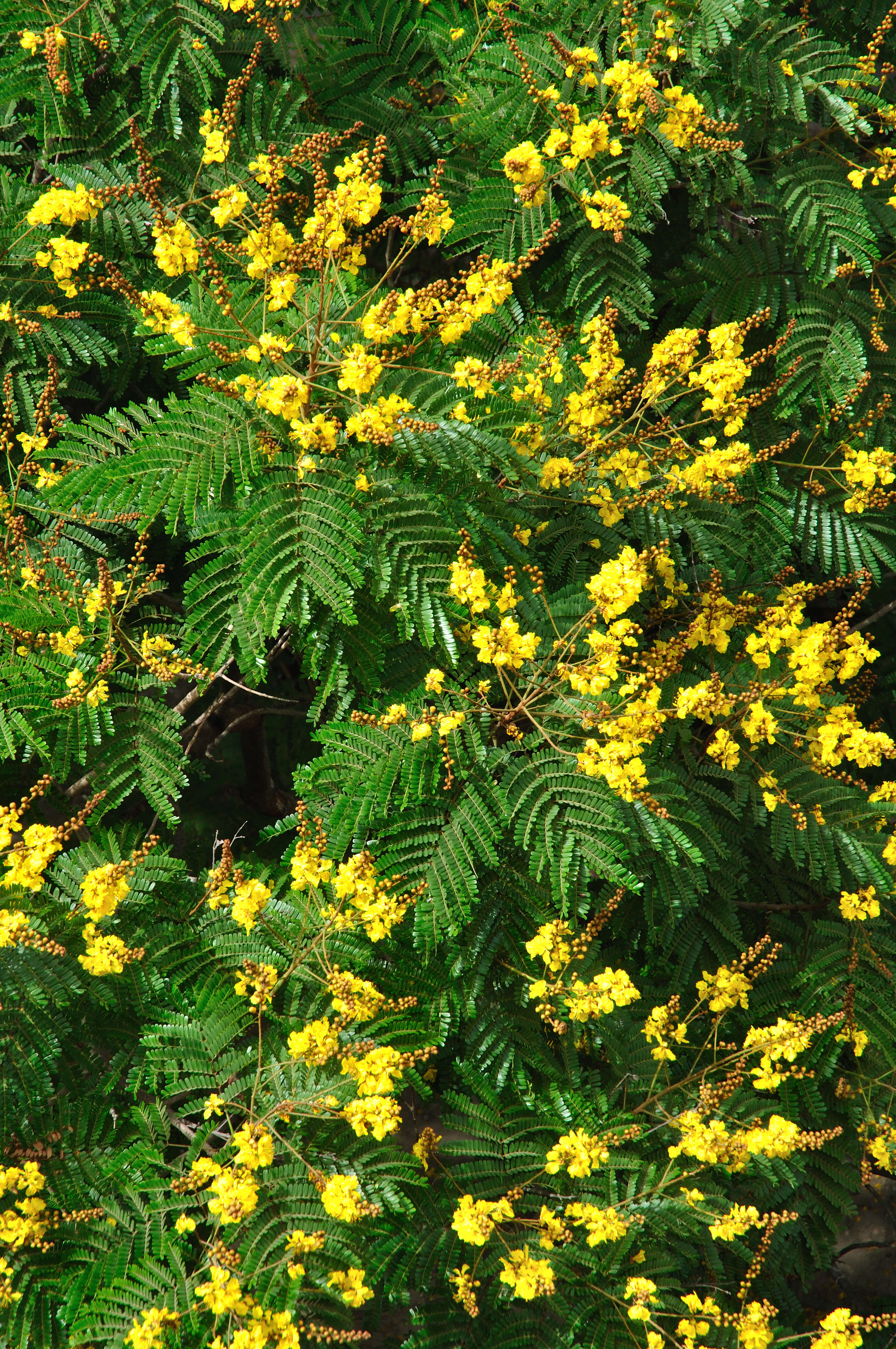 Image of Yellow Flame Tree