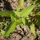 Image of Halberd-Leaf Tearthumb