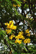 Image of Yellow Flame Tree