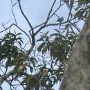 Image of Plum-throated Cotinga