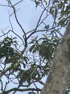 Слика од Cotinga maynana (Linnaeus 1766)