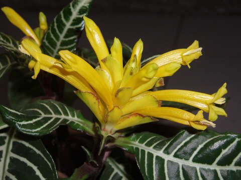 Image de Aphelandra squarrosa Nees