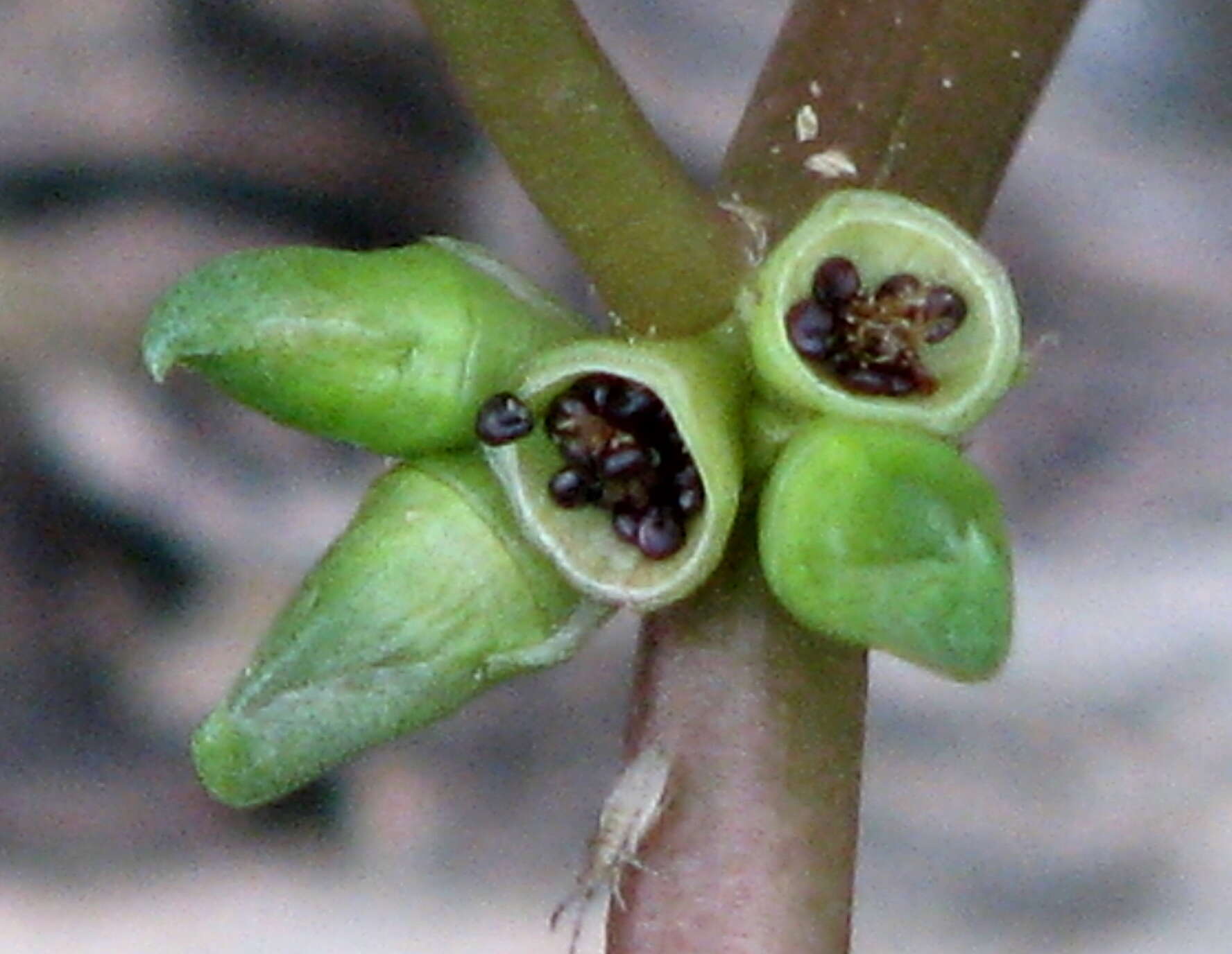 Image of common purslane