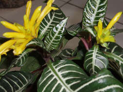 Image de Aphelandra squarrosa Nees