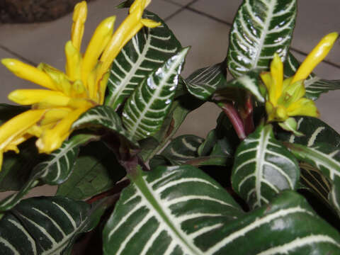 Aphelandra squarrosa Nees resmi