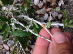 Image of Golovinomyces fischeri (S. Blumer) U. Braun & R. T. A. Cook 2009