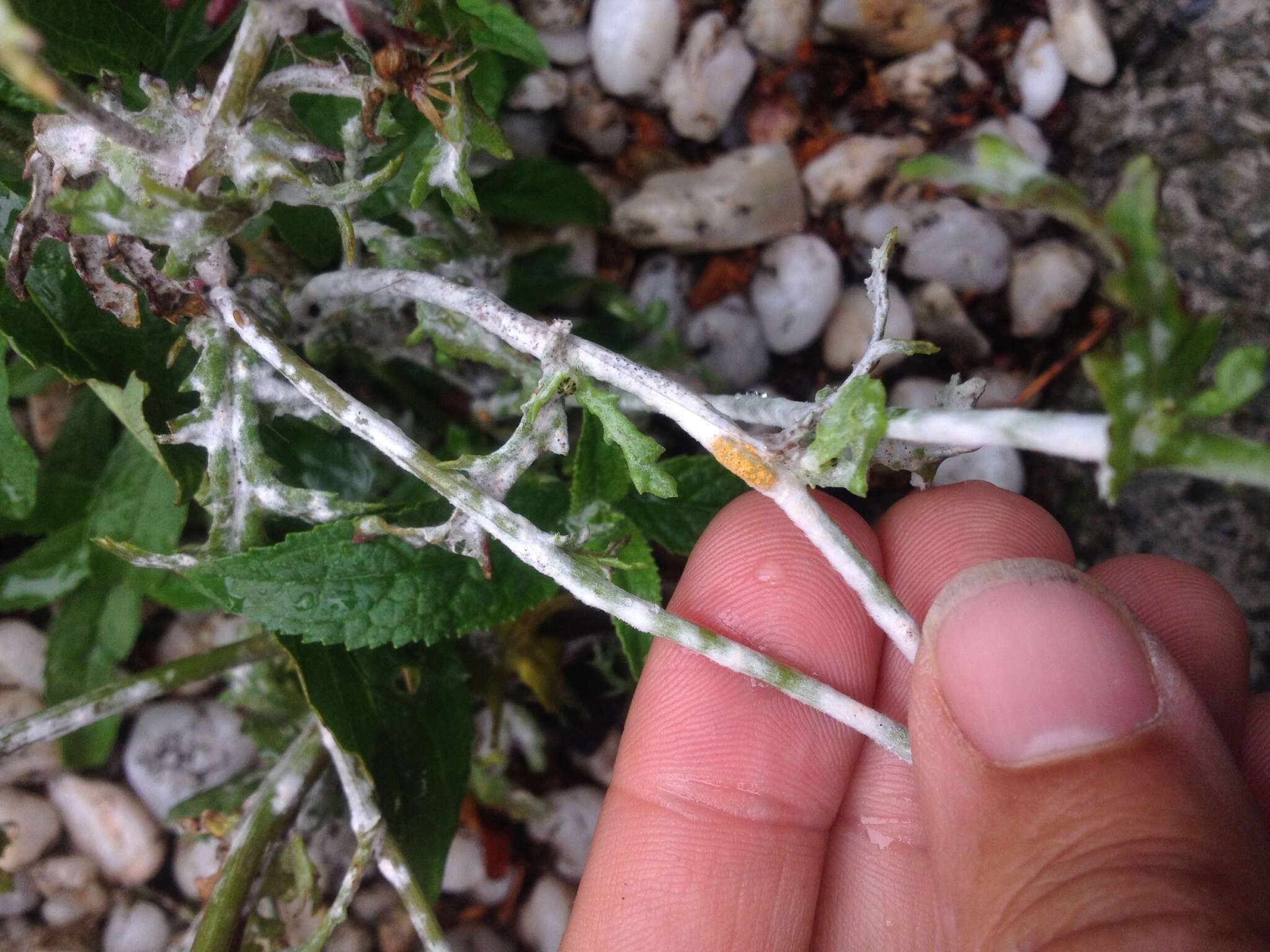 Image of Golovinomyces fischeri (S. Blumer) U. Braun & R. T. A. Cook 2009