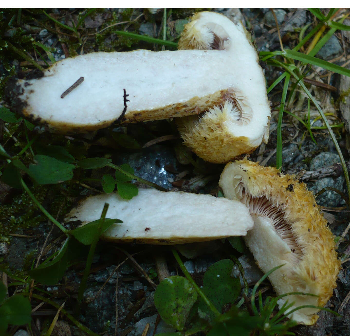 Image of Lactarius repraesentaneus Britzelm. 1885