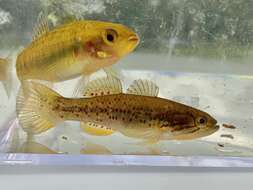 Image of Purple-spotted gudgeon