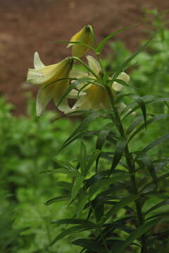 Image of Lilium kesselringianum Miscz.