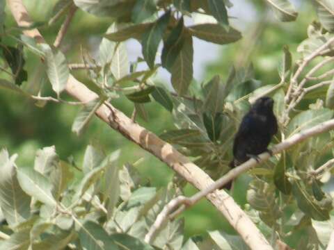 Image of Glossy-backed Drongo