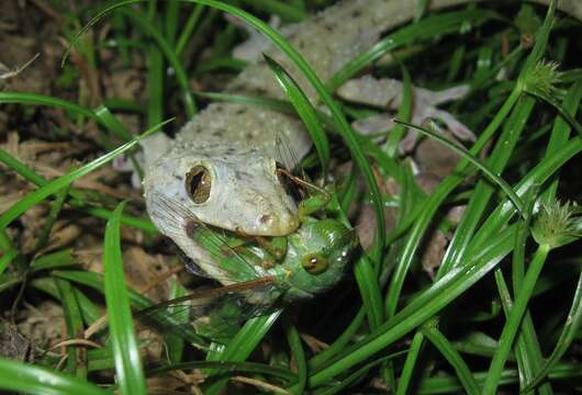 Image of Common House Gecko