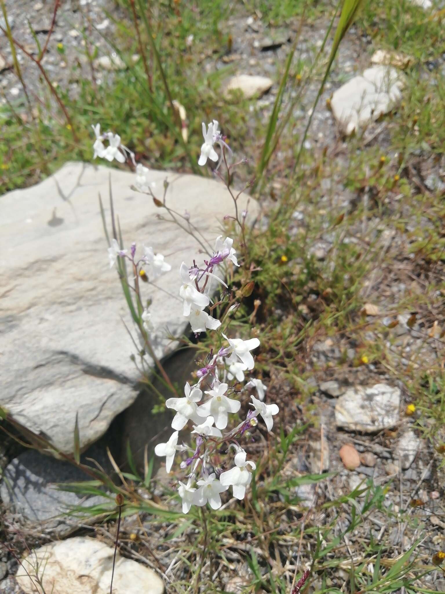 Plancia ëd Linaria nigricans Lange