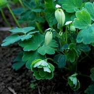 Image of fan columbine