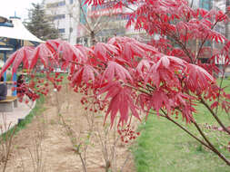 Image of Japanese maple