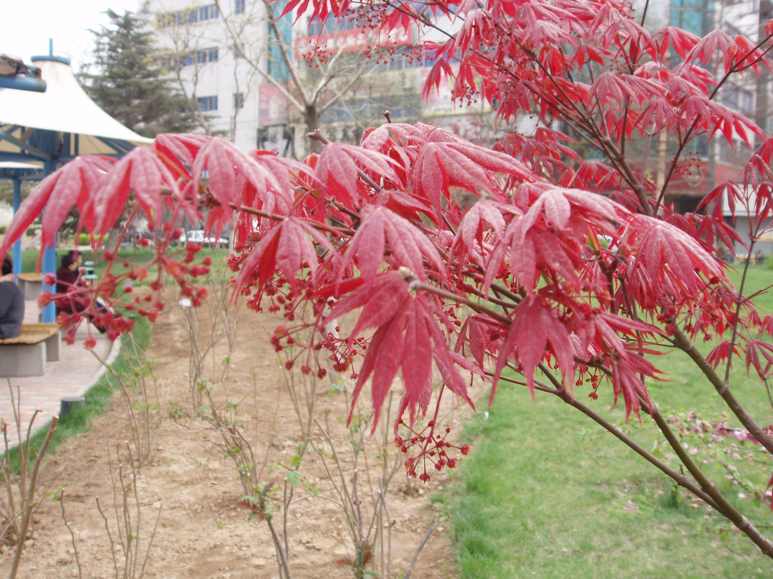 Image of Japanese maple