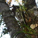 Image of Oncidium panchrysum Lindl.