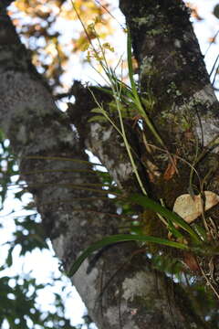 Image of Oncidium panchrysum Lindl.