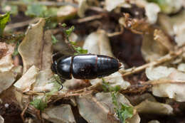 Plancia ëd Tachinus (Tachinus) rufipes (Linnaeus 1758)