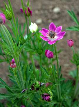 Image de Anemone multifida Poir.