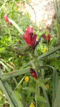 Image of Cretan viper's bugloss