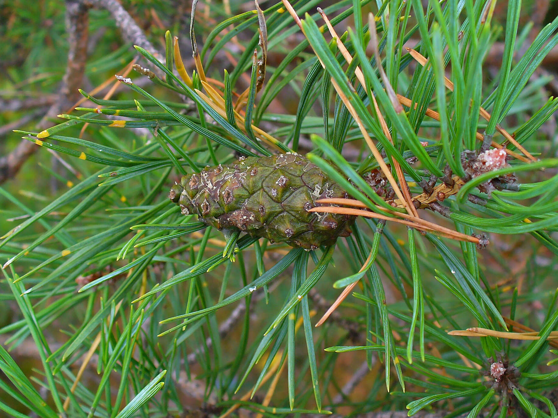 Image of Scotch Pine