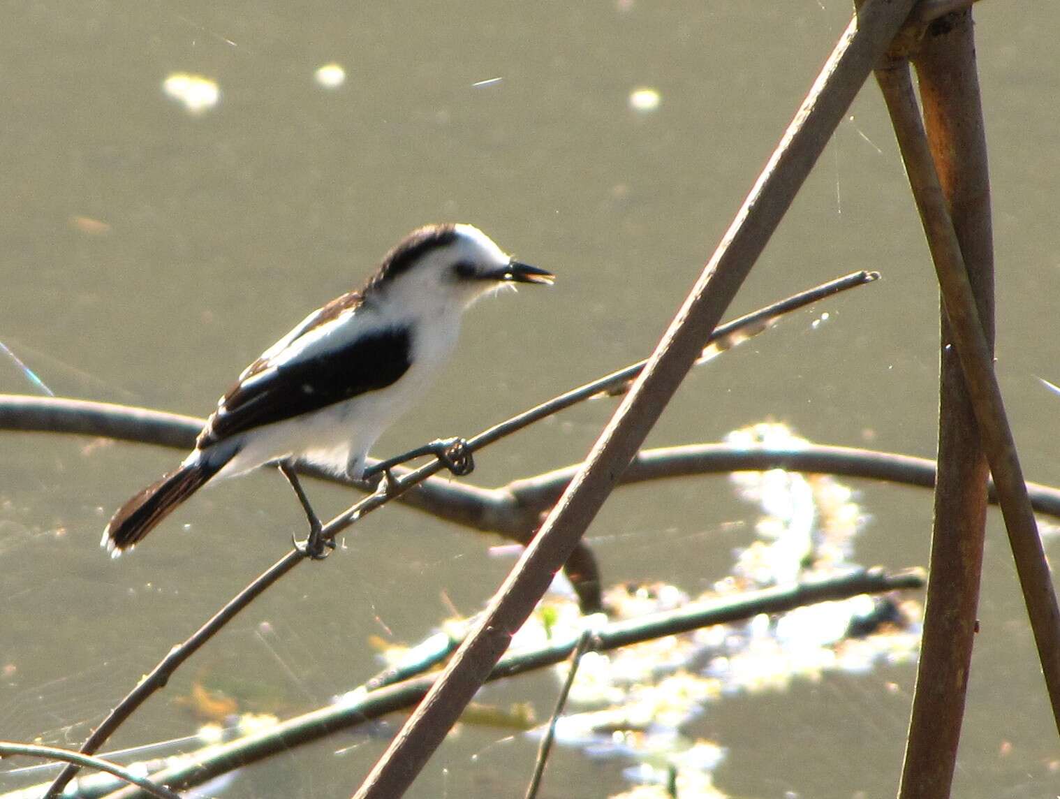 Image of Pied Water Tyrant