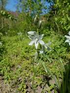 Image of drooping star of Bethlehem