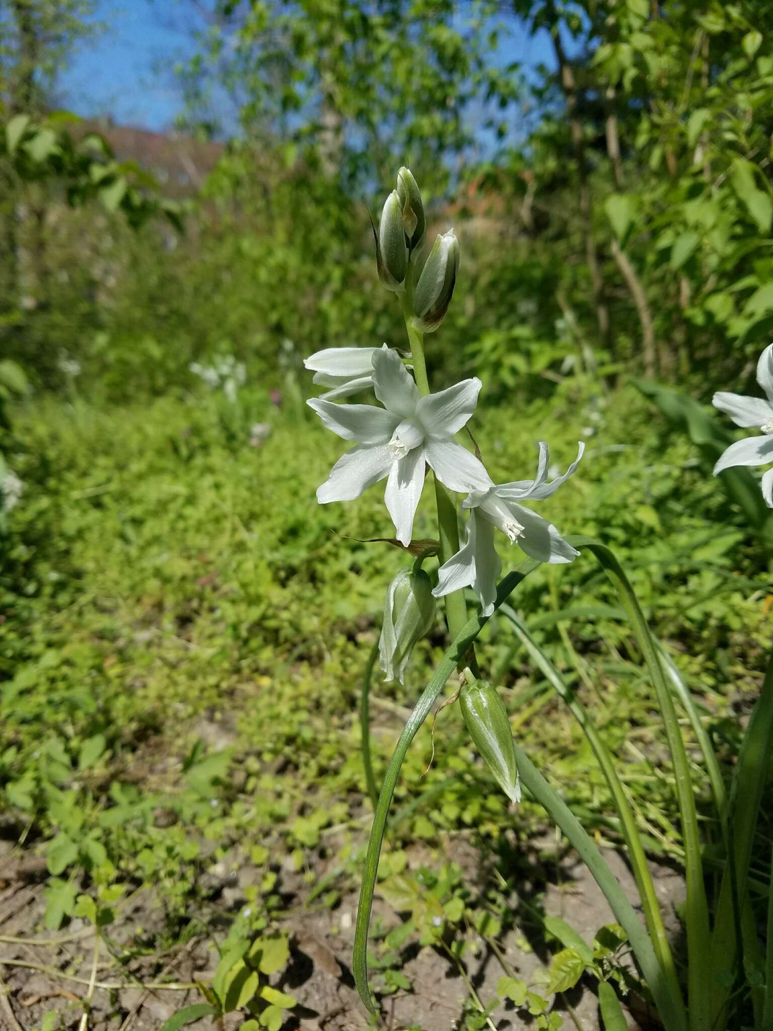 Image of drooping star of Bethlehem