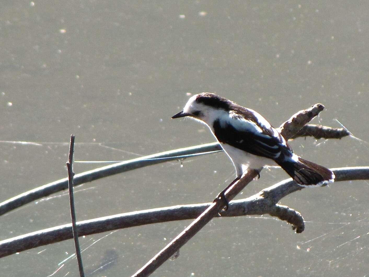 Image of Pied Water Tyrant