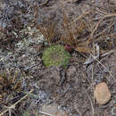 Image de Rebutia pulchra Cárdenas