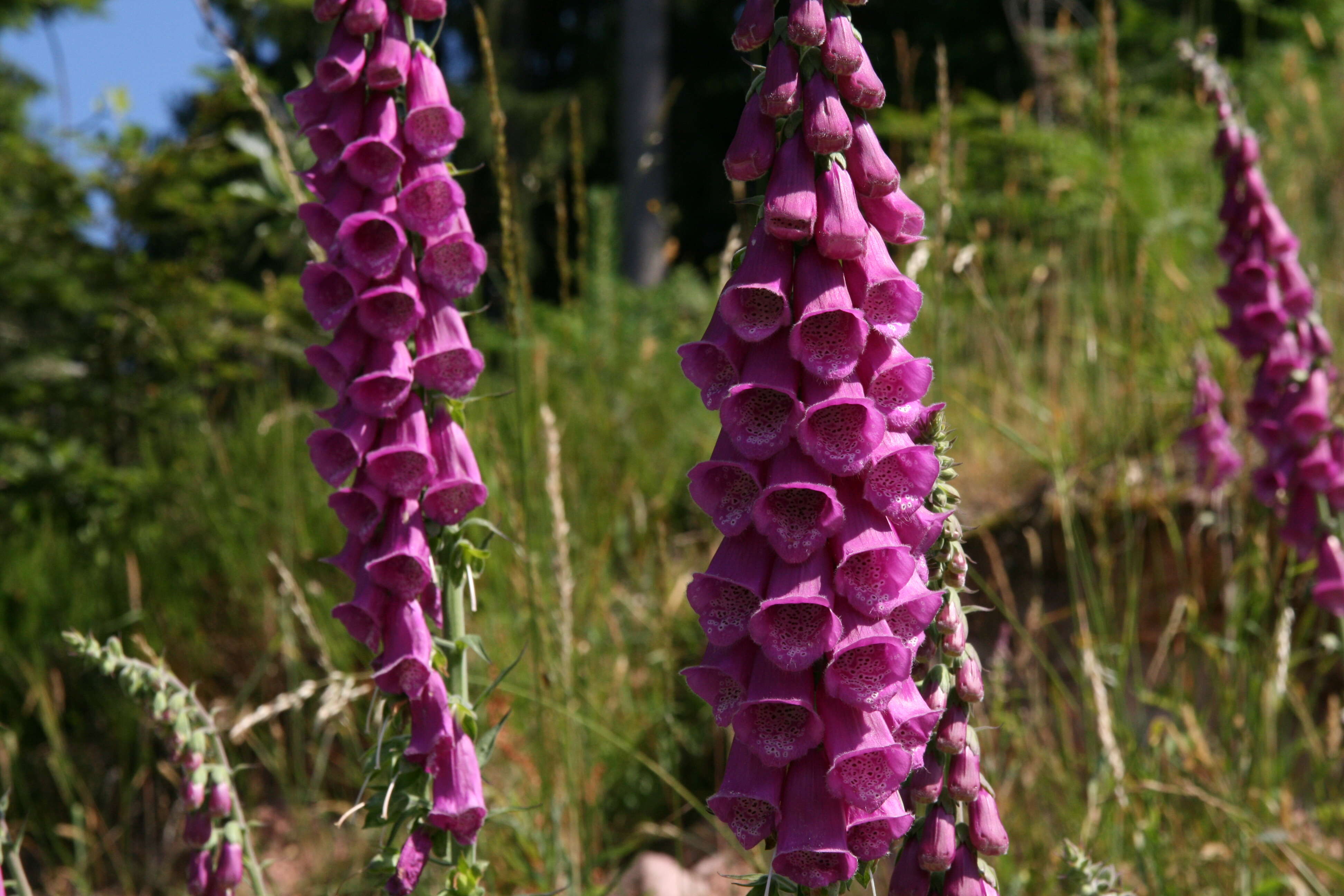 Imagem de Digitalis purpurea L.