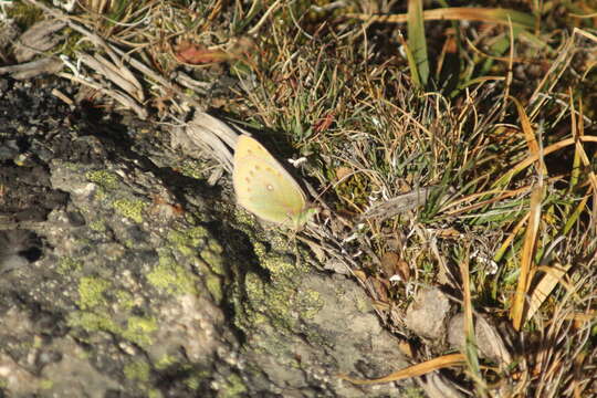 Image of Colias euxanthe Felder & Felder 1865