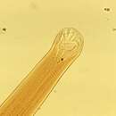 صورة Ancylostoma braziliense