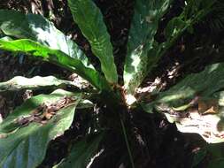 Image of Anthurium salvinii Hemsl.