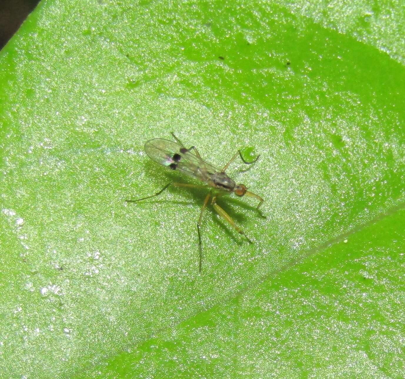 Image of Chelipoda mirabilis Collin 1928