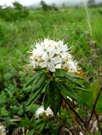 Imagem de Rhododendron tomentosum (Stokes) Harmaja