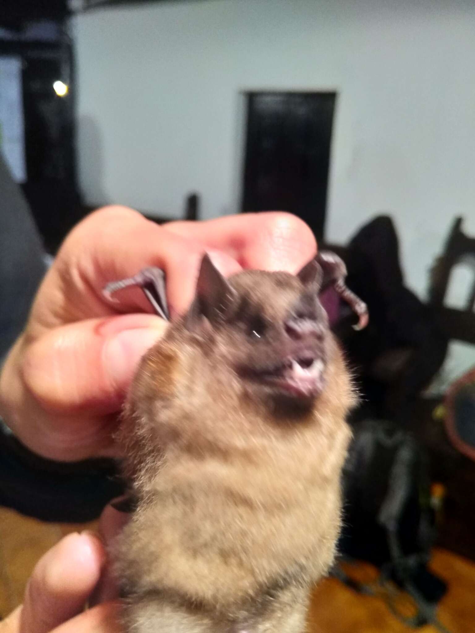 Image of highland yellow-shouldered bat