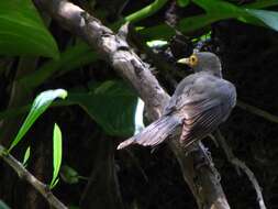 Image of Spectacled Thrush