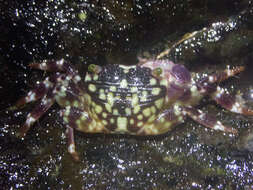 Image of pleated rock crab