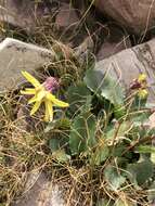 Image de Senecio amplectens var. holmii (Greene) H. D. Harrington