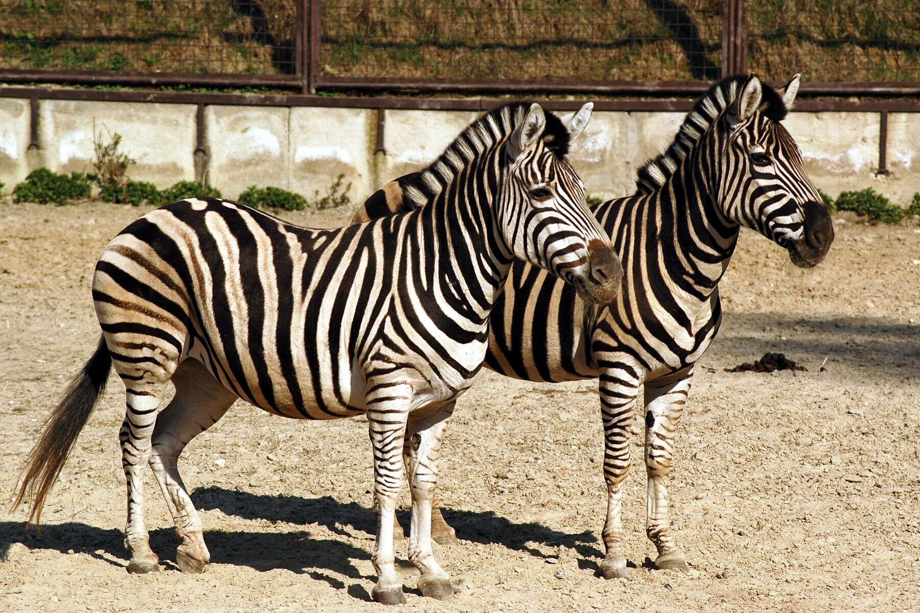 Image of zebra