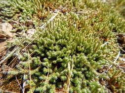 Image of northern selaginella