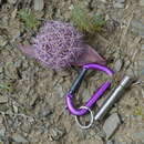 Image of Allium cristophii subsp. cristophii