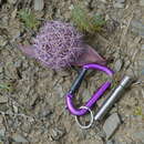 Sivun Allium cristophii subsp. cristophii kuva