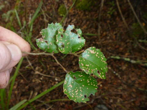 Nothofagus truncata (Colenso) Cockayne的圖片