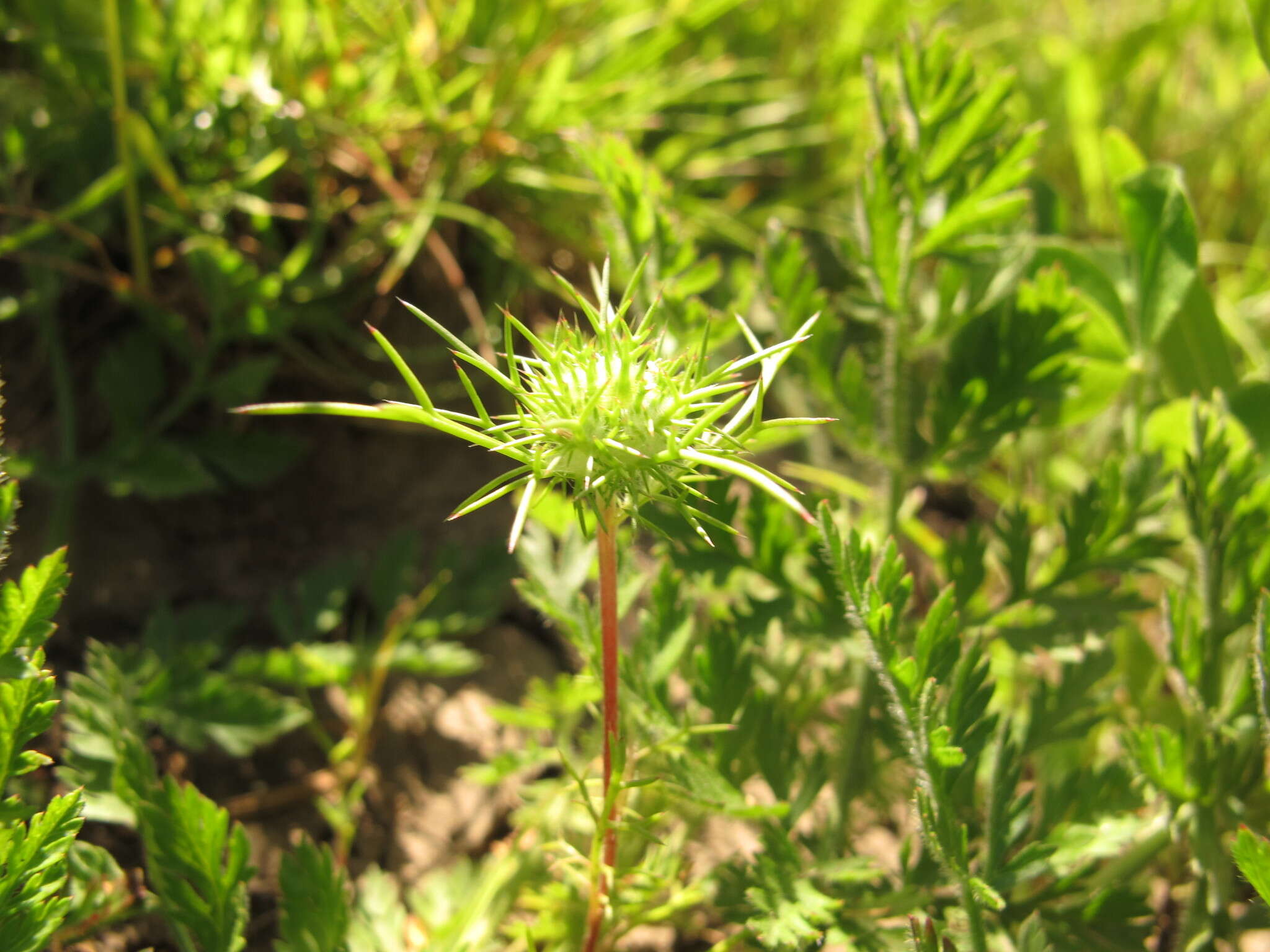 Image de Navarretia intertexta subsp. intertexta