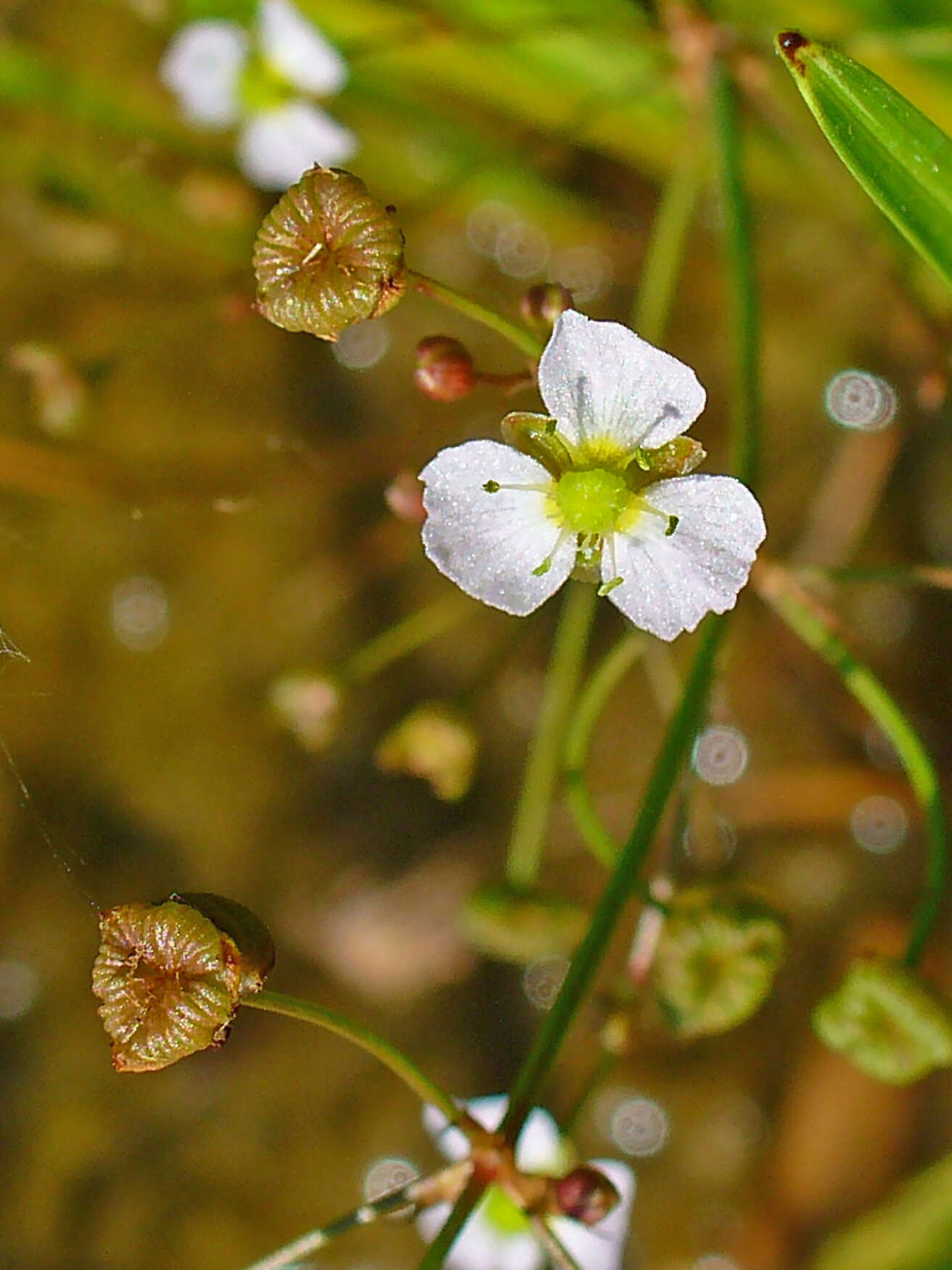 Image of Common Water-plantain