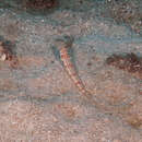 Image of Ear-spot lizardfish