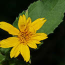 Image of smallflower creepingoxeye